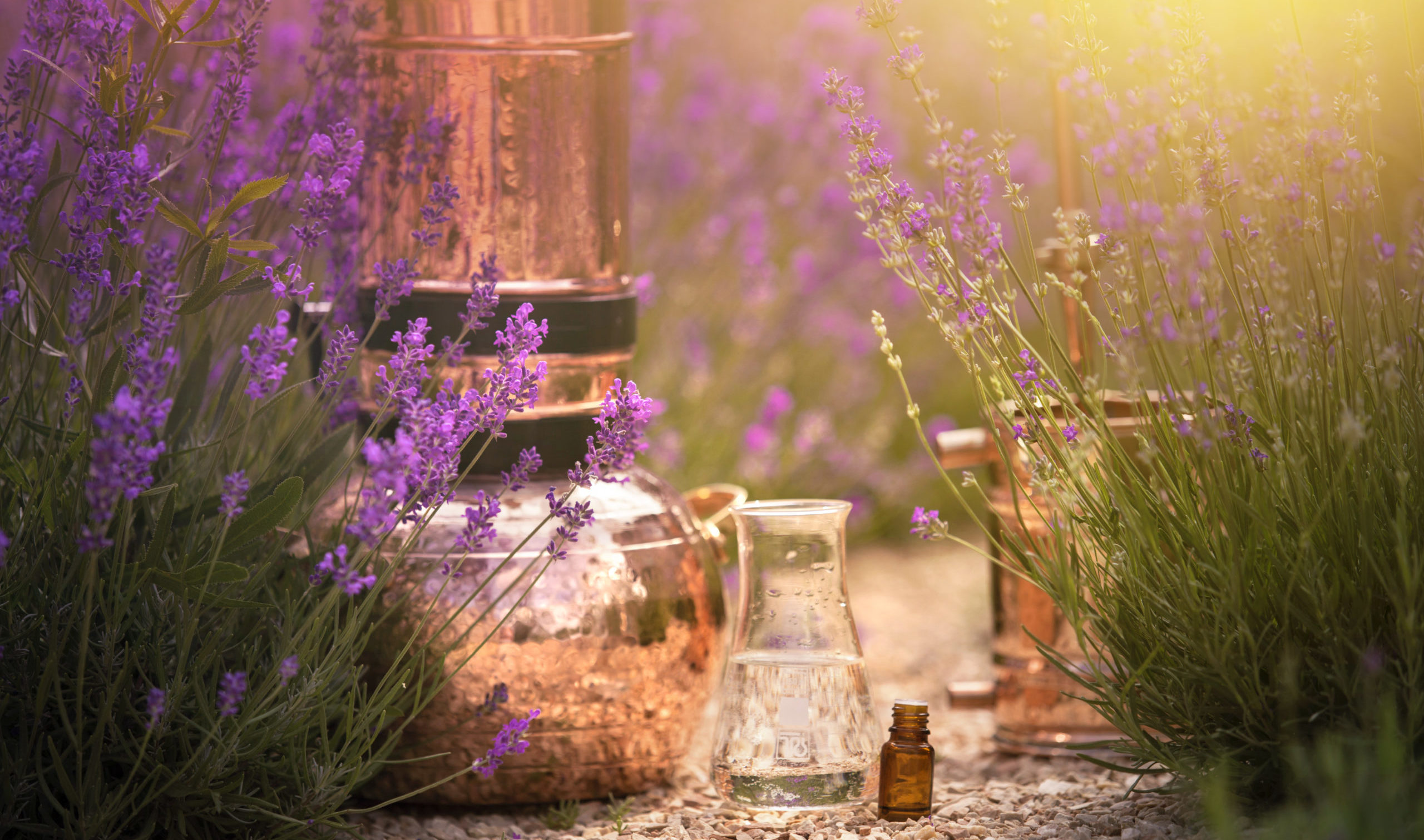 extraction parfum