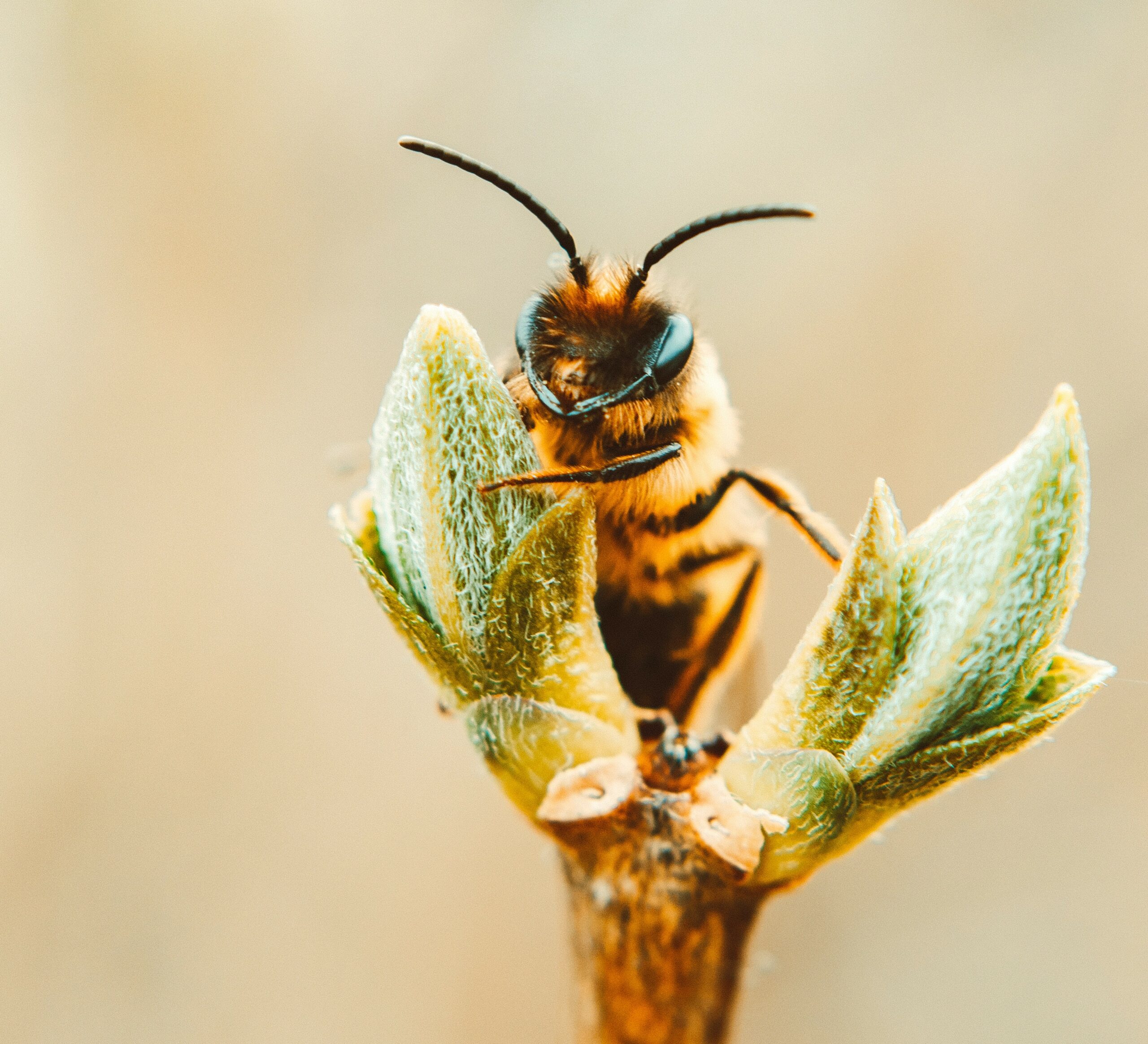 Image d'une abeille qui butine une fleur