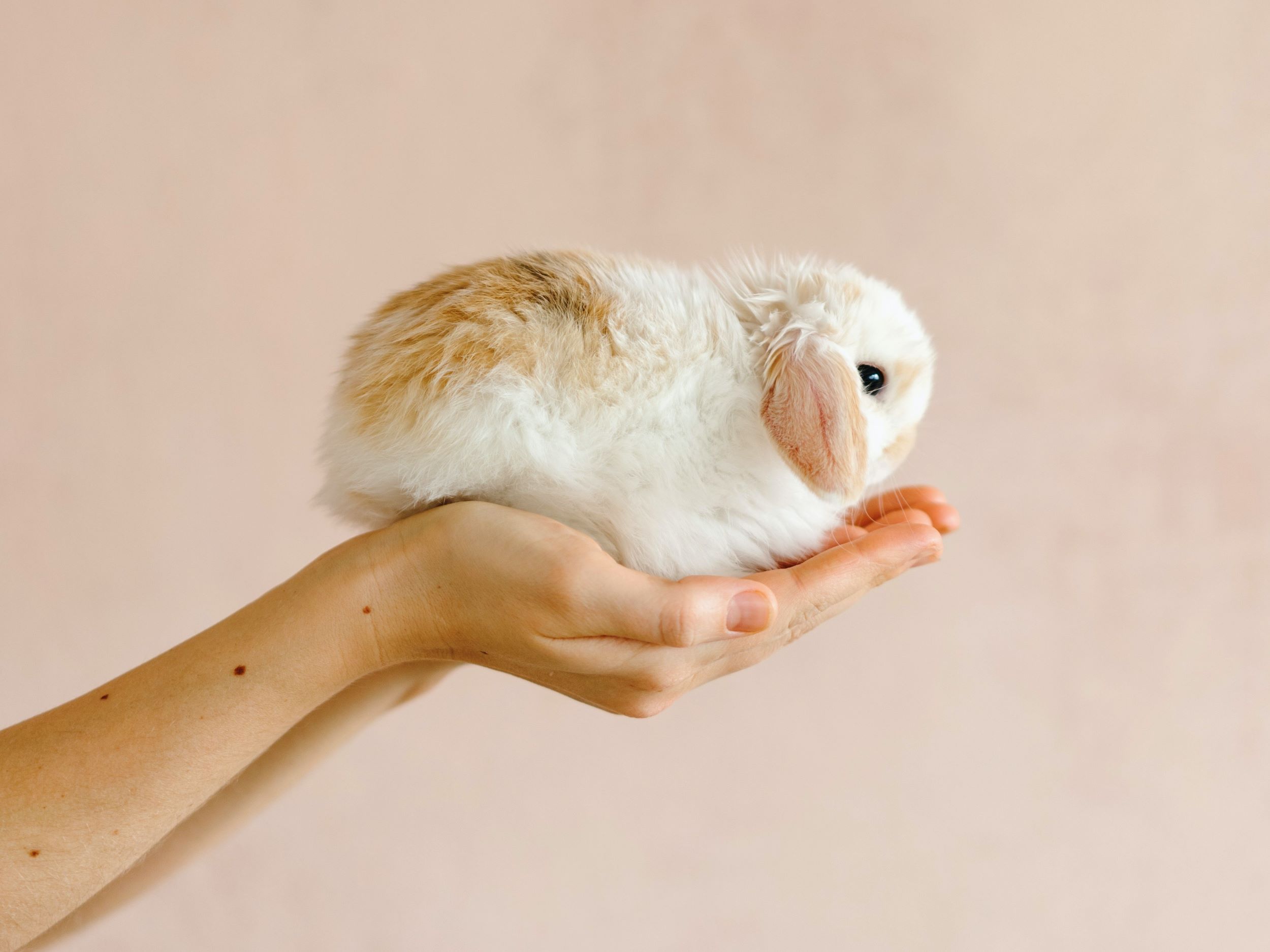Image d'un petit lapin porté dans des mains