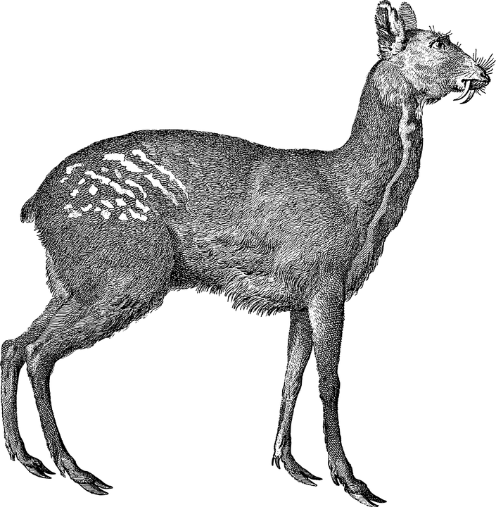 dessin d'un chevrotin porte-musc en noir et blanc